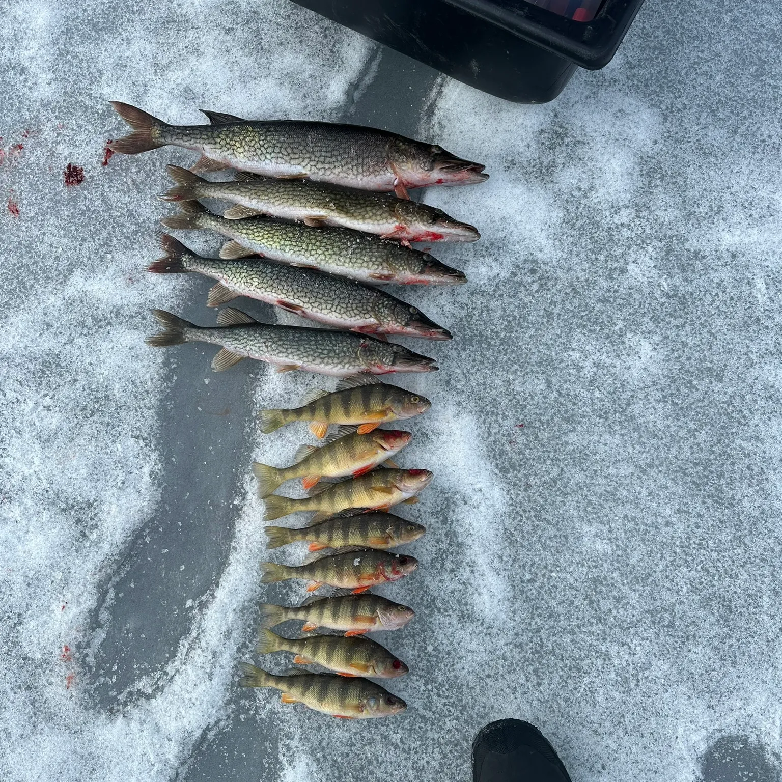 recently logged catches