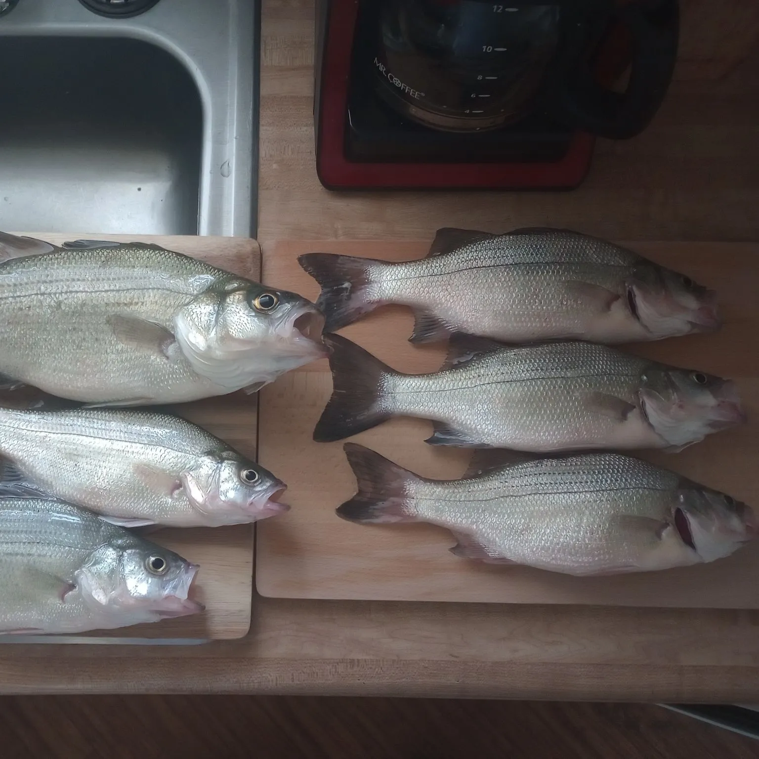 recently logged catches