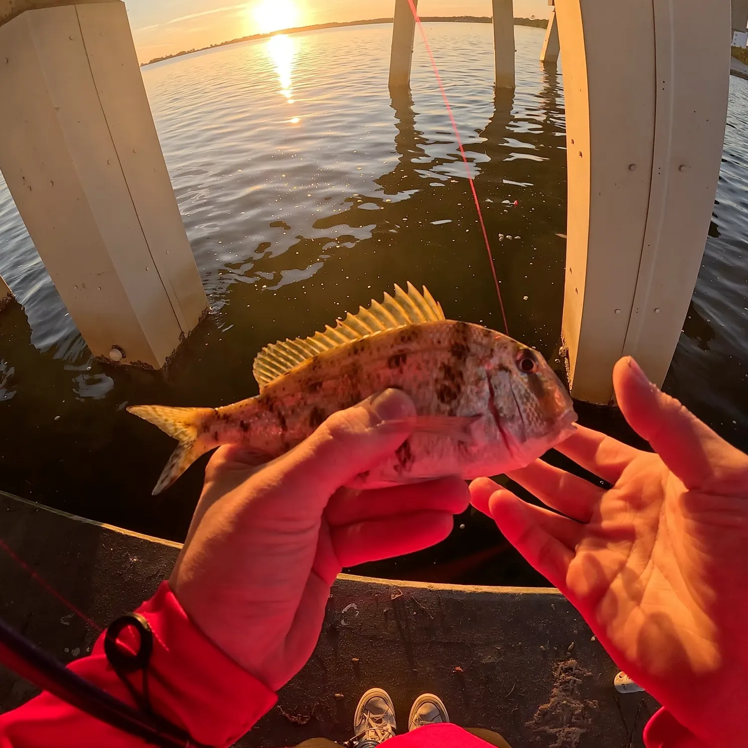 The most popular recent Sheepshead porgy catch on Fishbrain