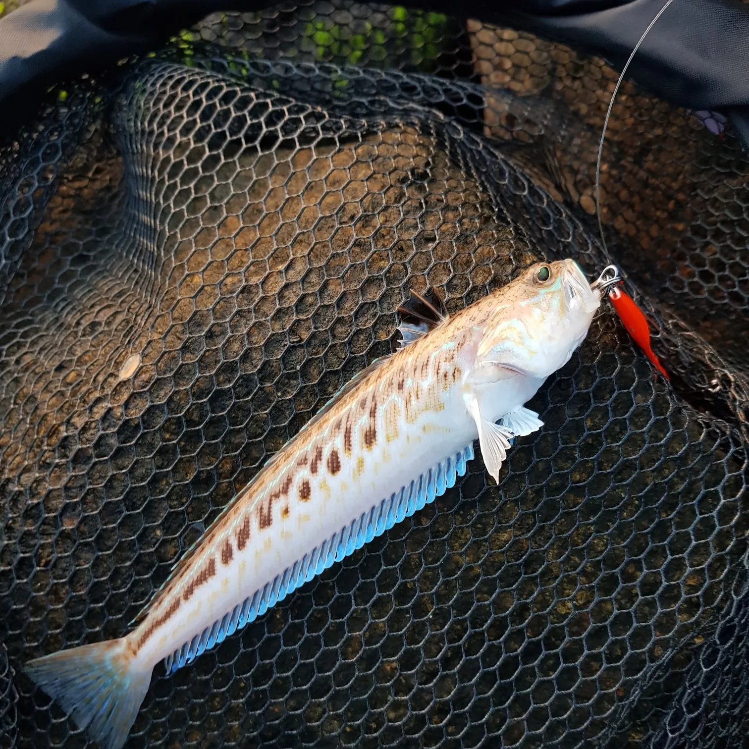 The most popular recent Greater weever catch on Fishbrain