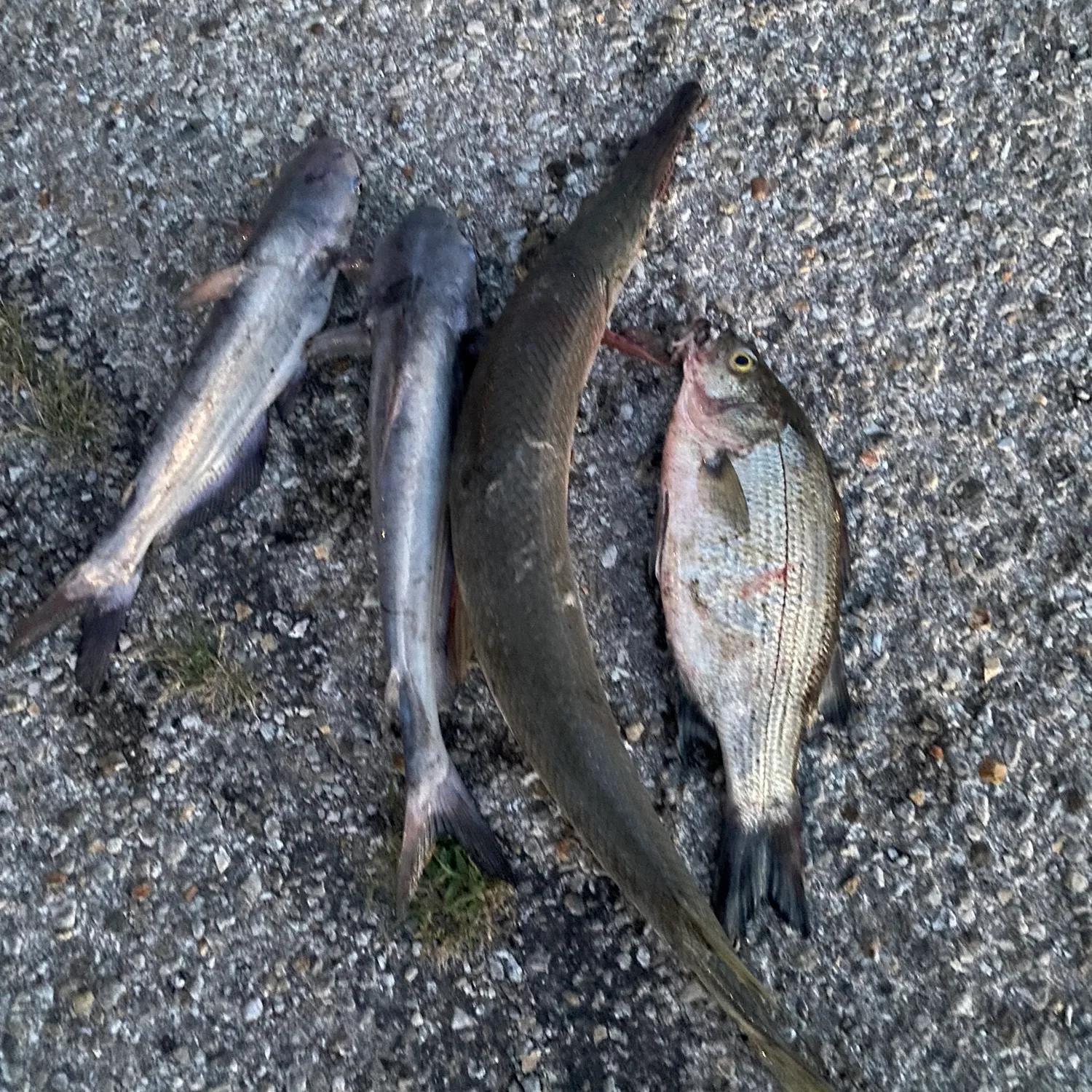 recently logged catches