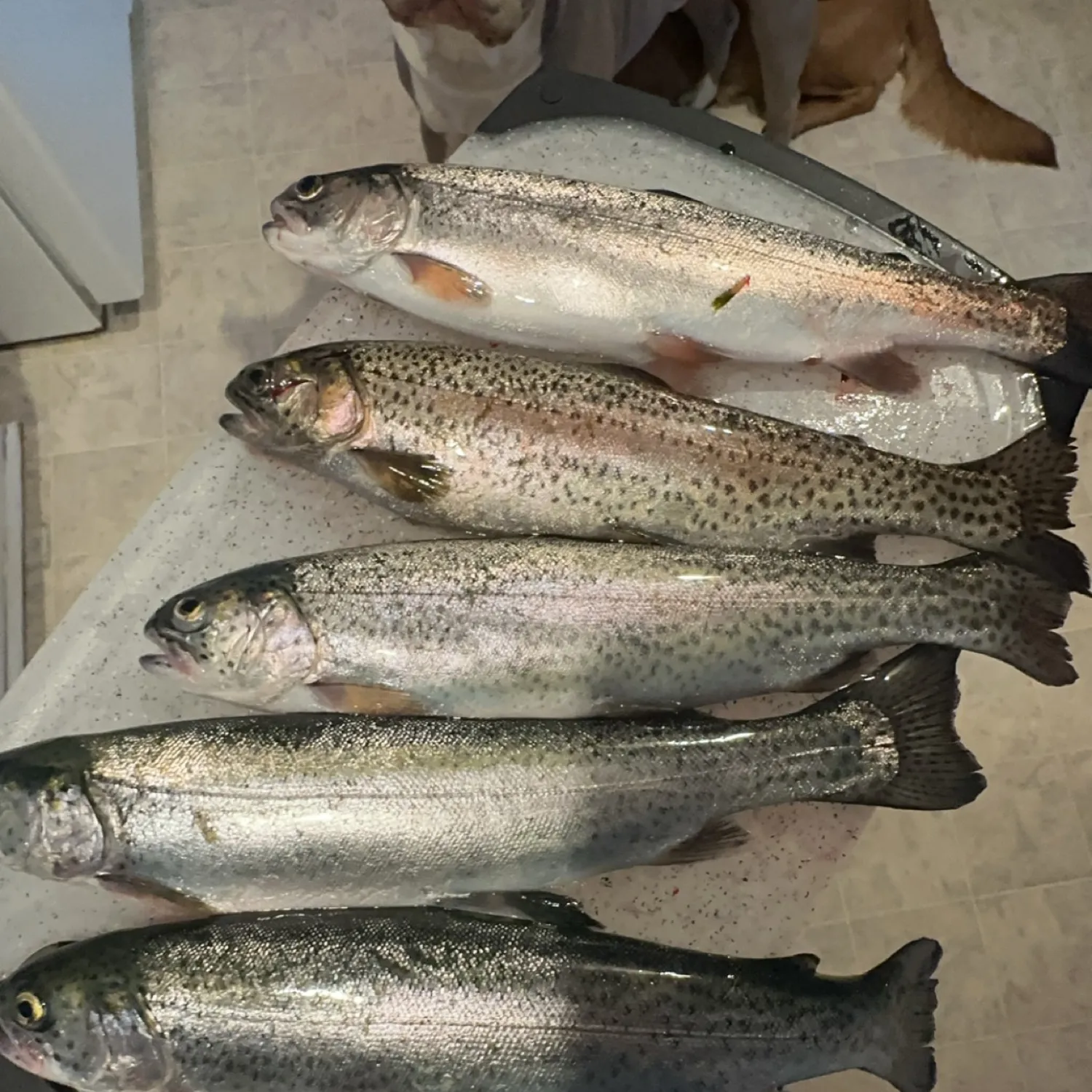 recently logged catches