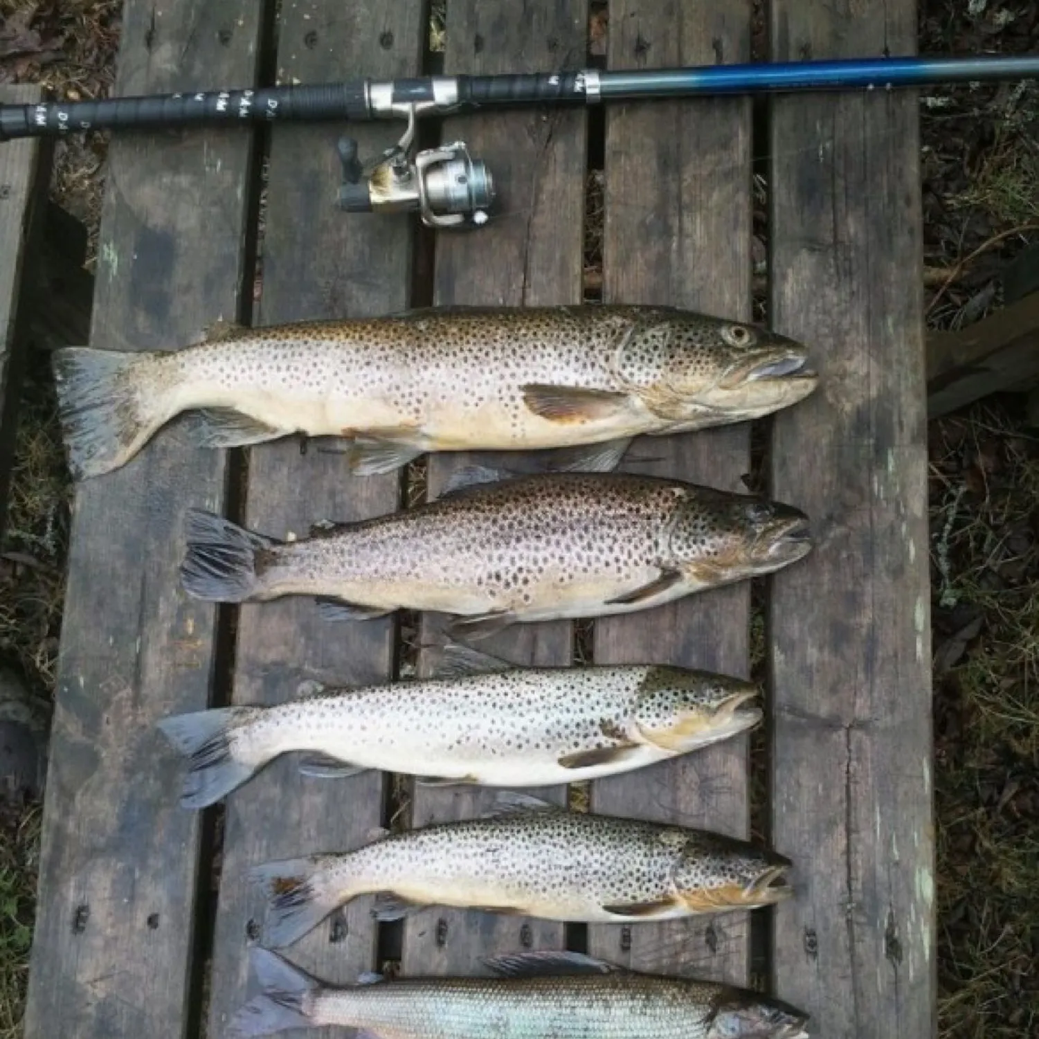 recently logged catches