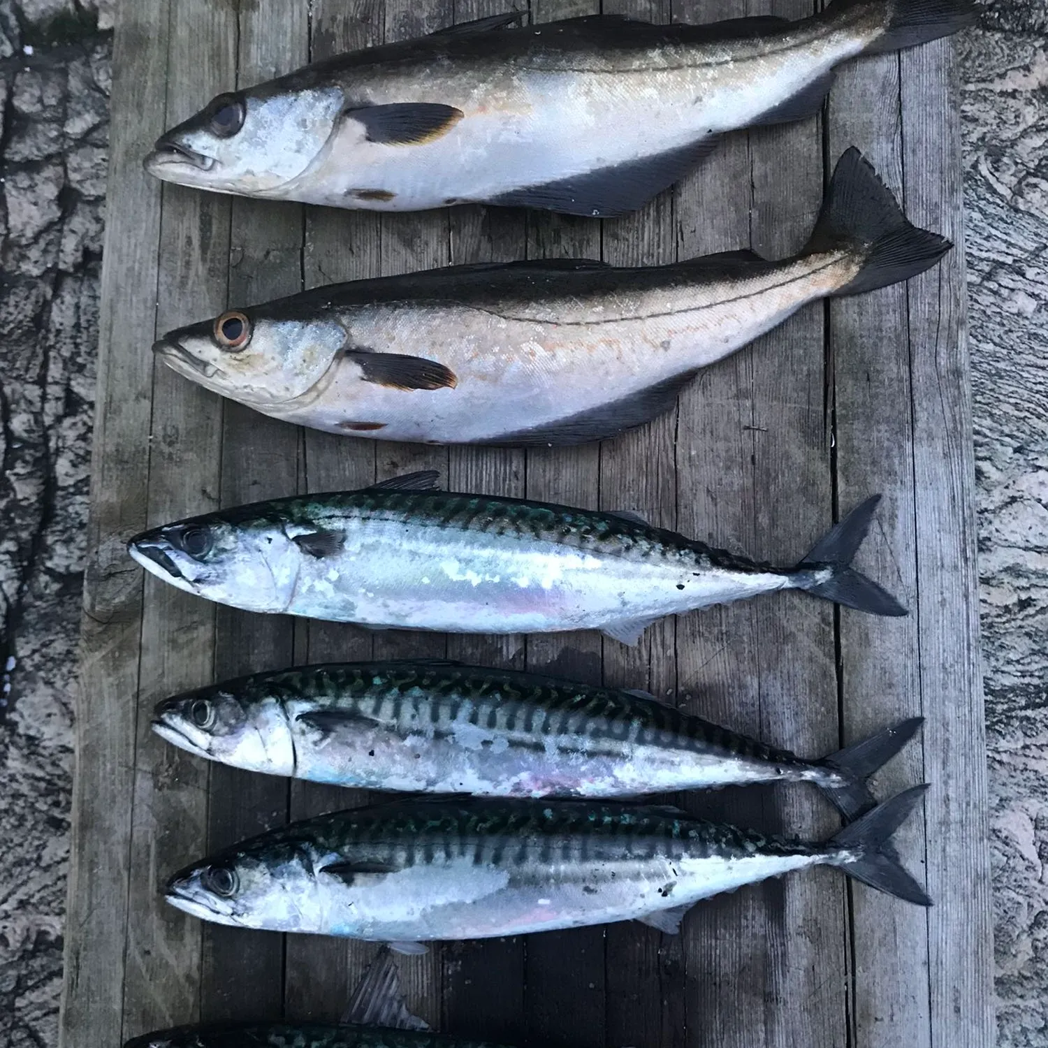 recently logged catches