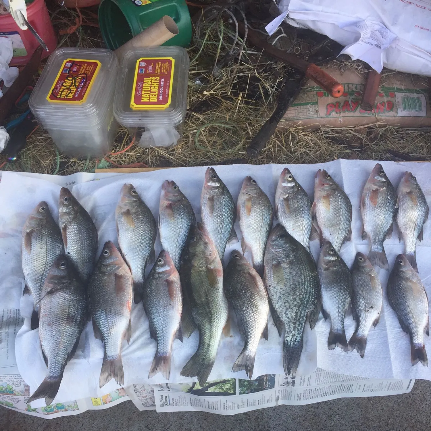 recently logged catches