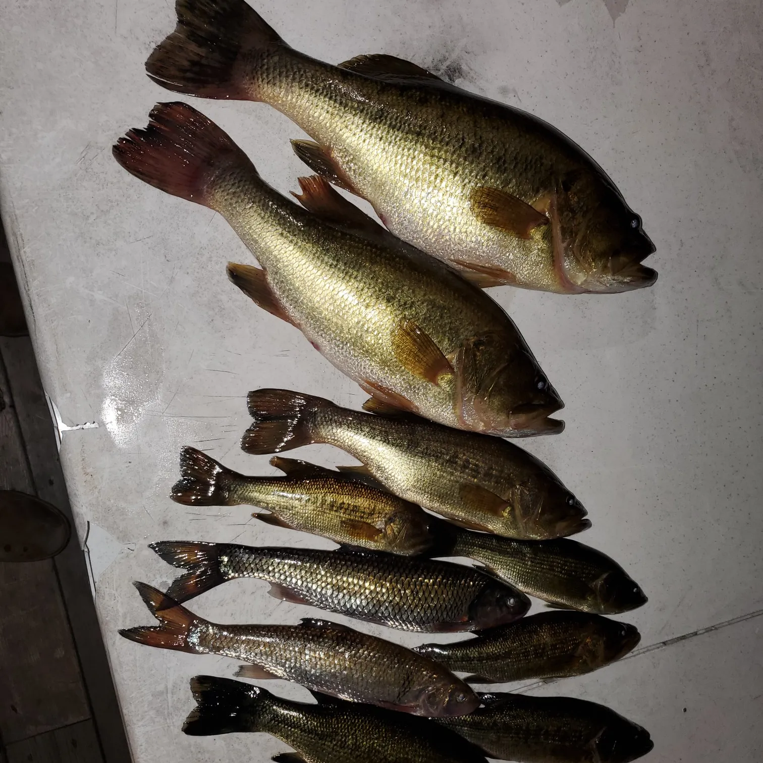 recently logged catches