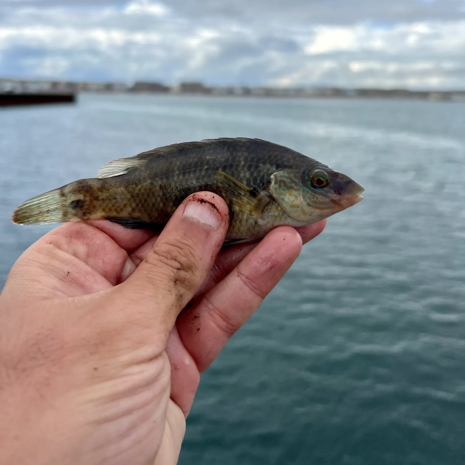 The most popular recent Corkwing wrasse catch on Fishbrain