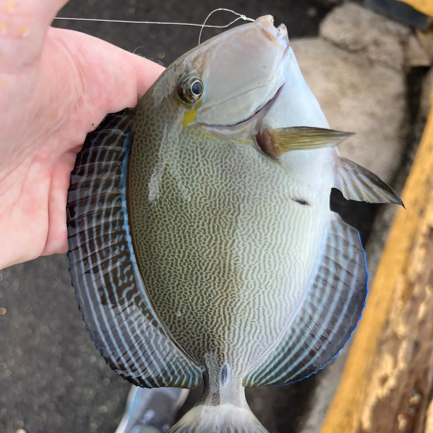 The most popular recent Ringtail surgeonfish catch on Fishbrain