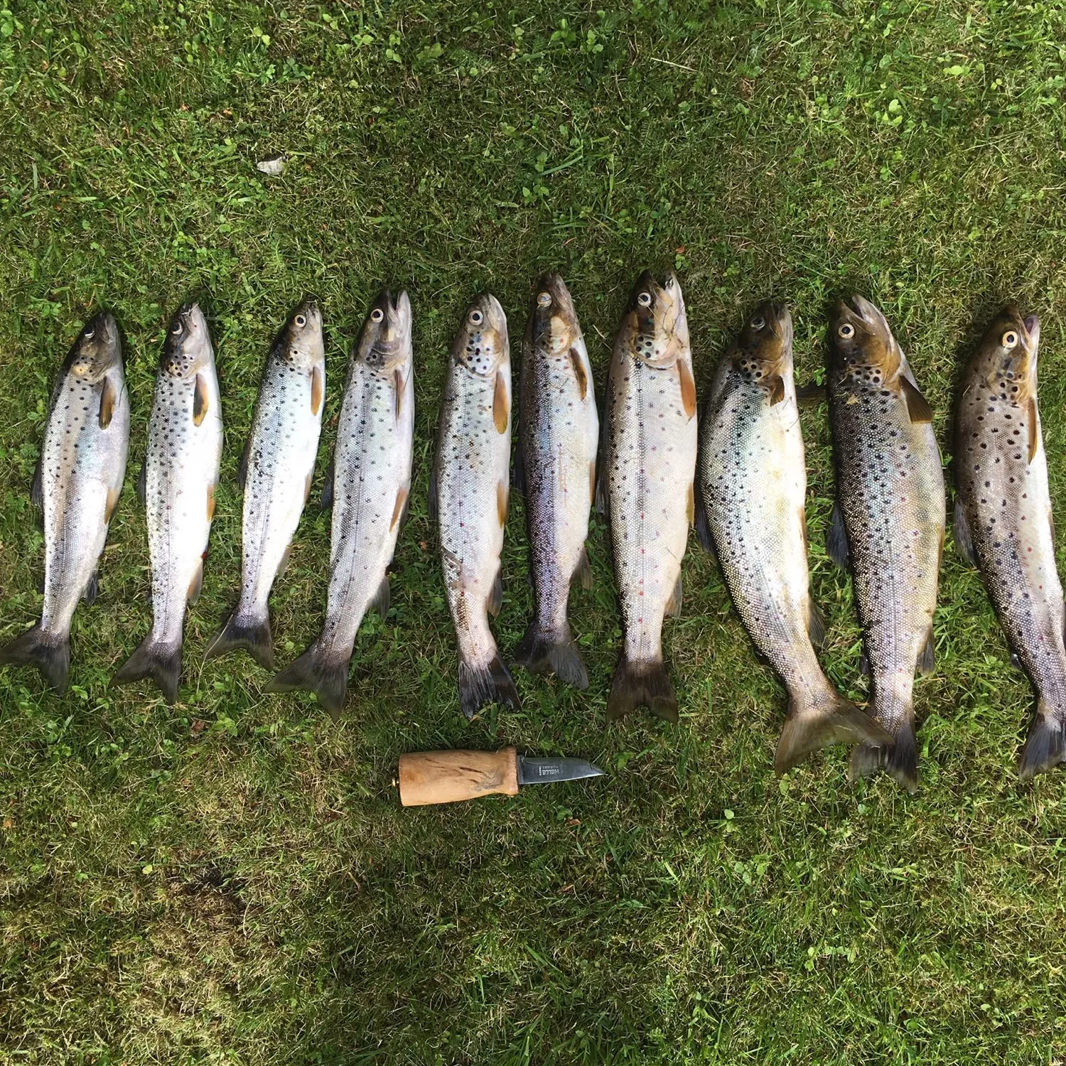 recently logged catches