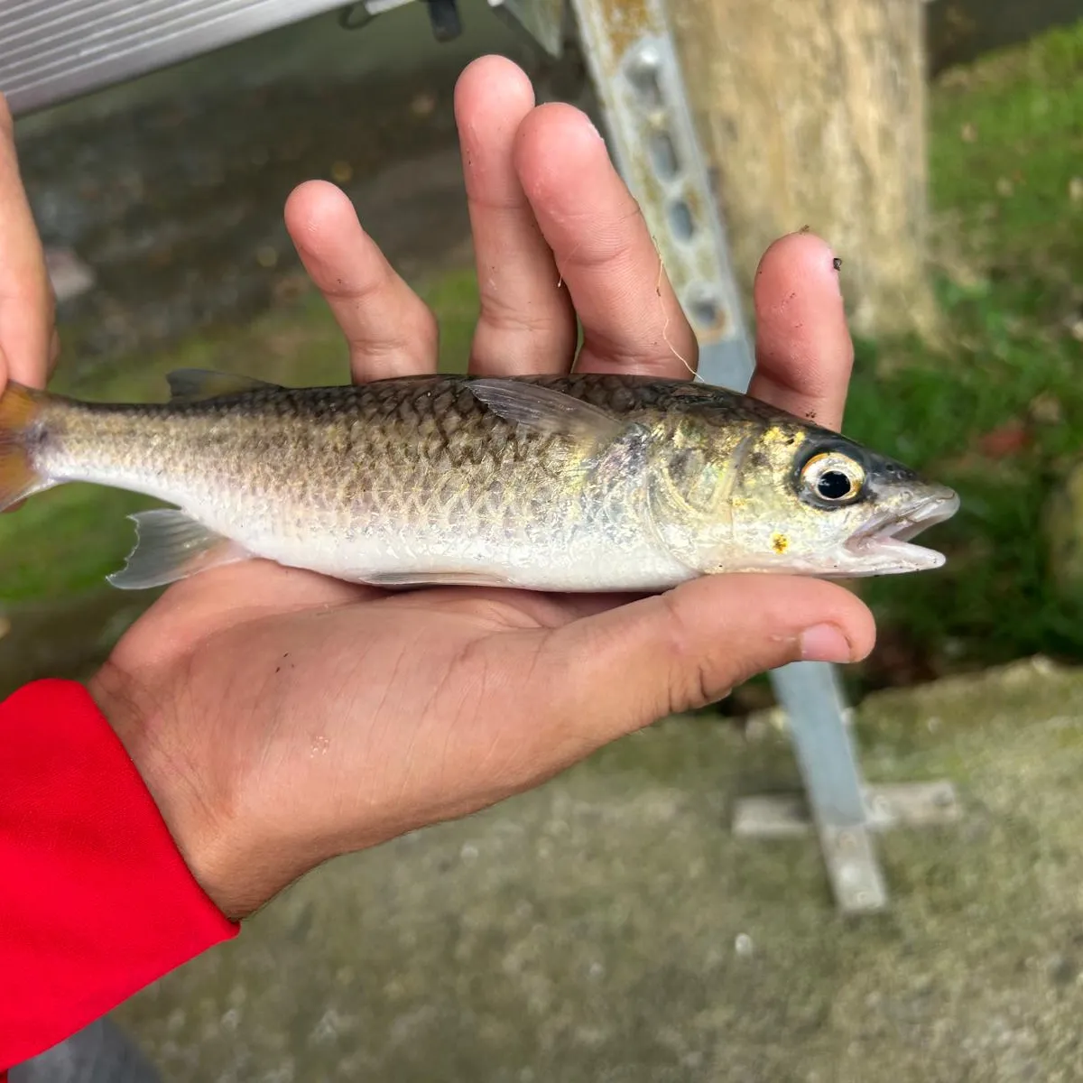 The most popular recent South African striped mullet catch on Fishbrain