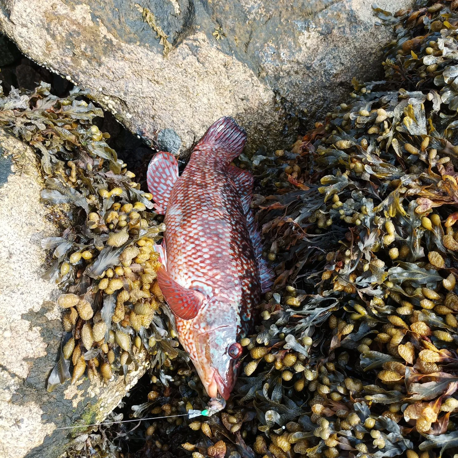 The most popular recent Cuckoo wrasse catch on Fishbrain