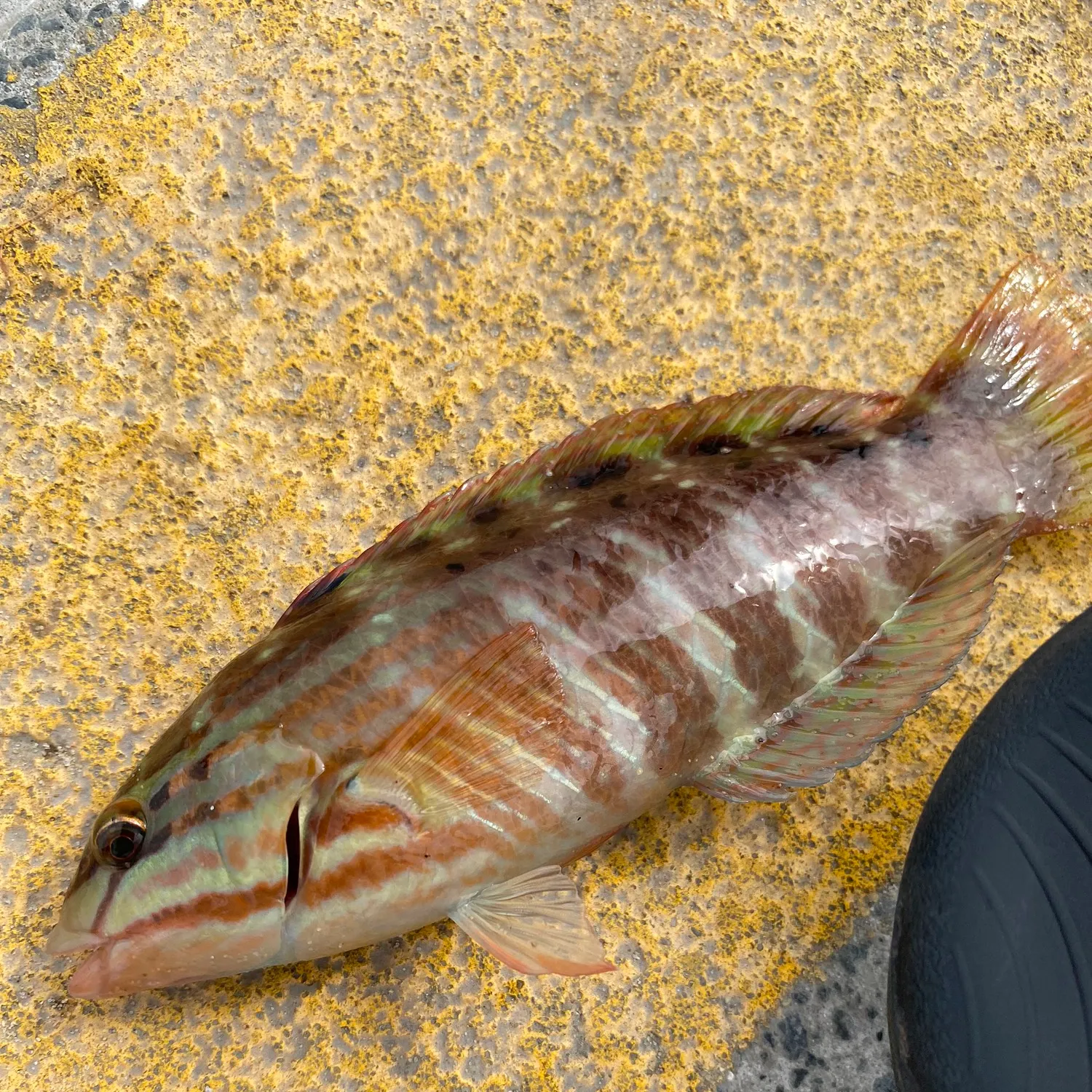 The most popular recent Gunther's wrasse catch on Fishbrain