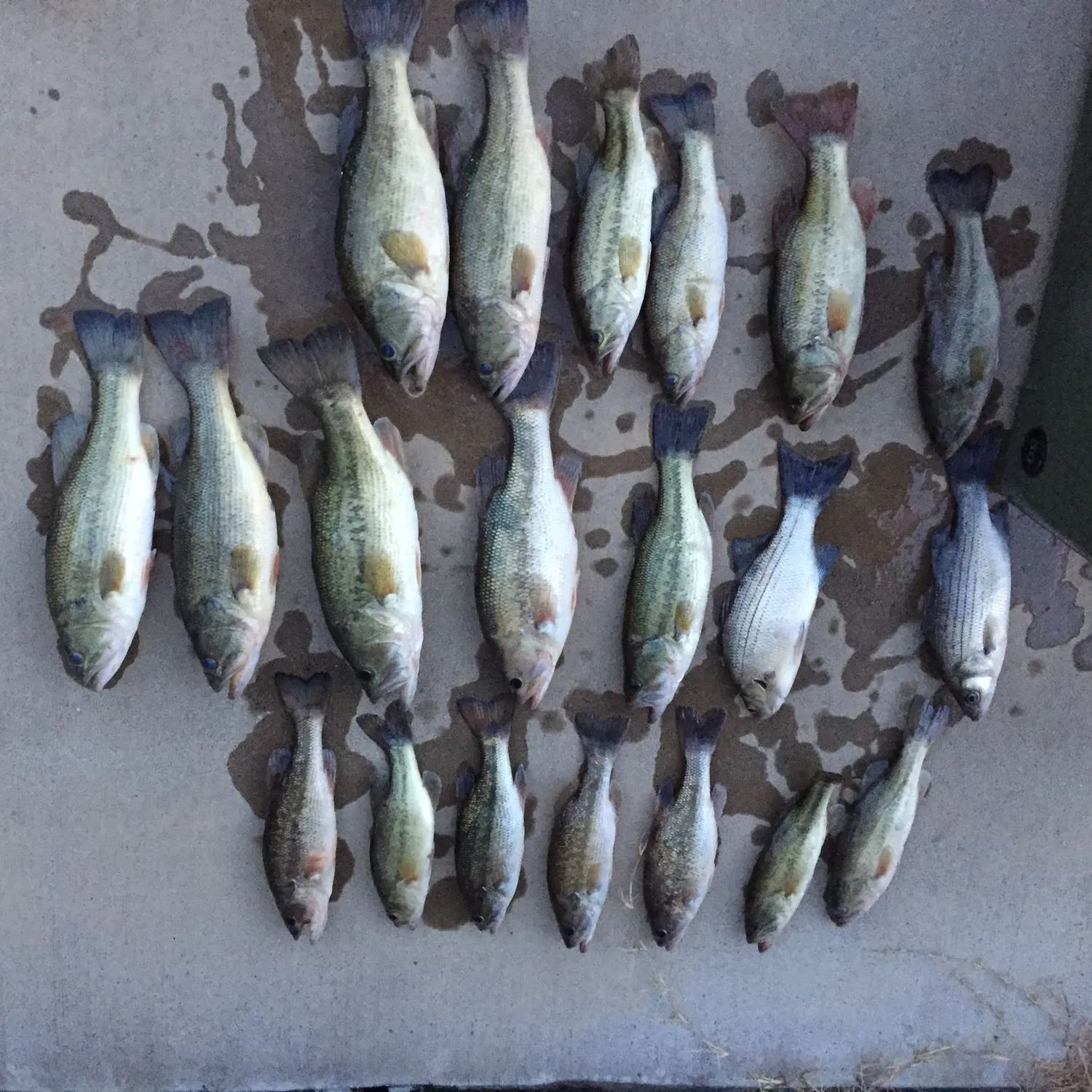 recently logged catches