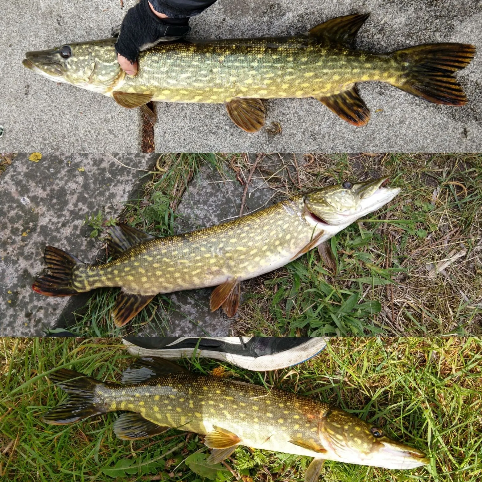 recently logged catches