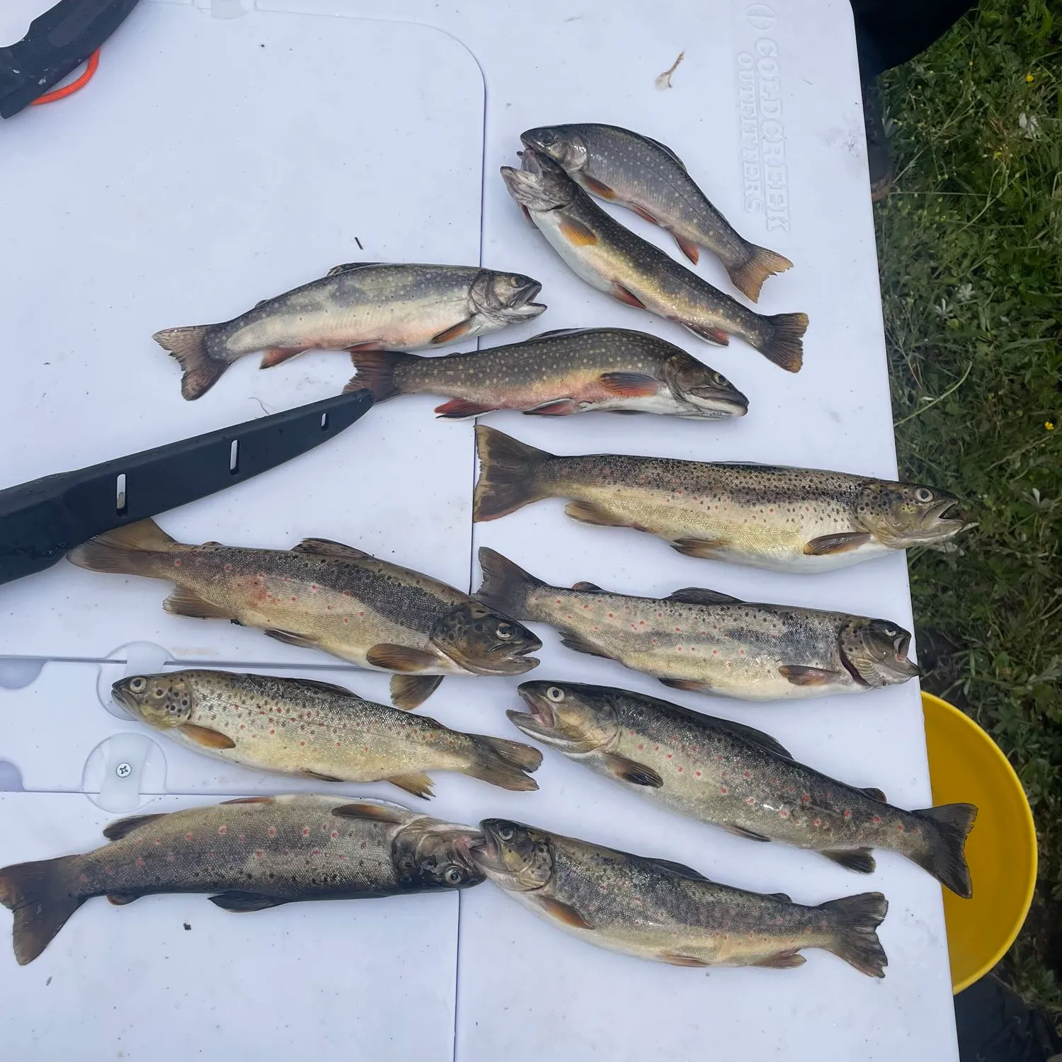 recently logged catches