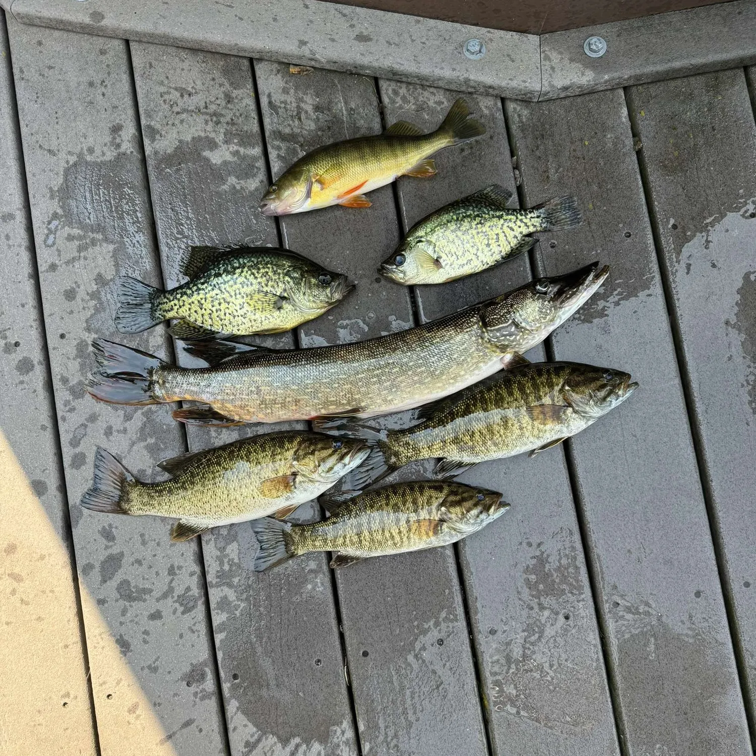 recently logged catches