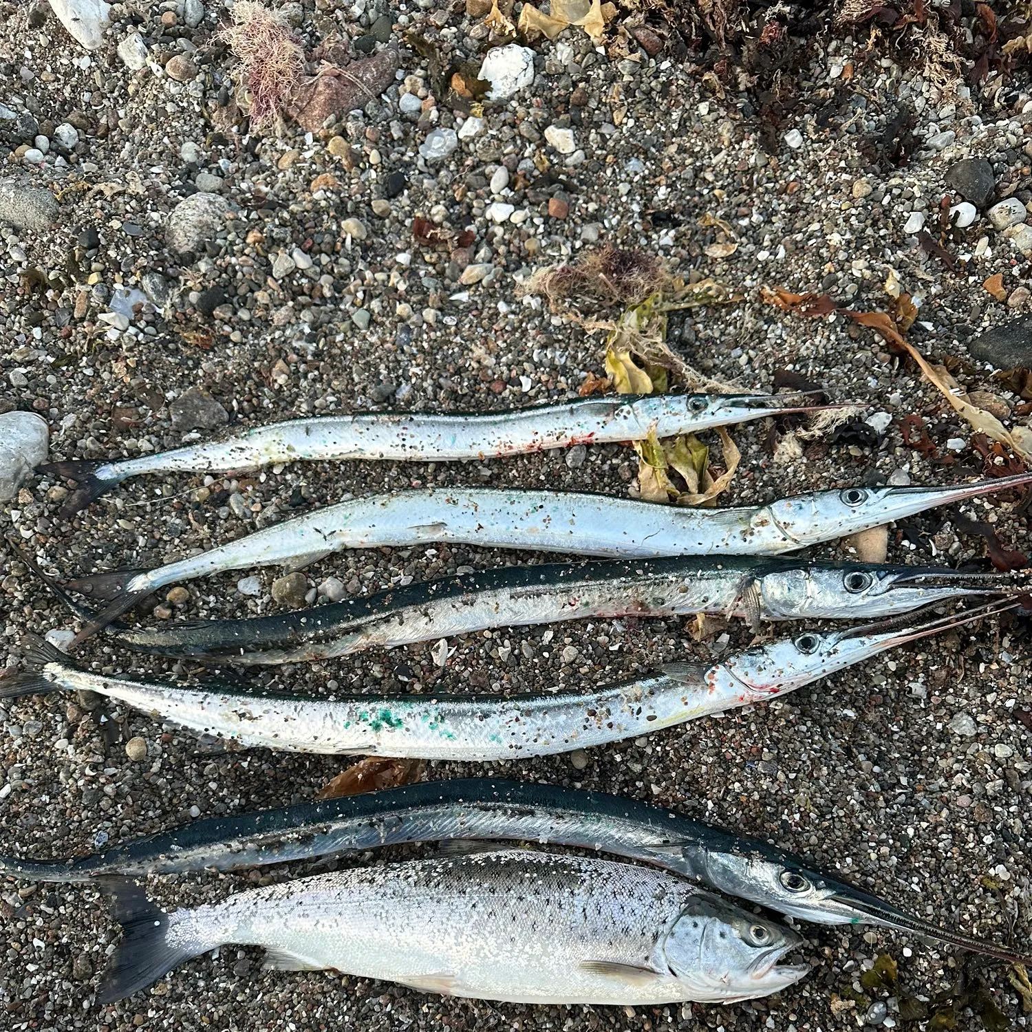 recently logged catches