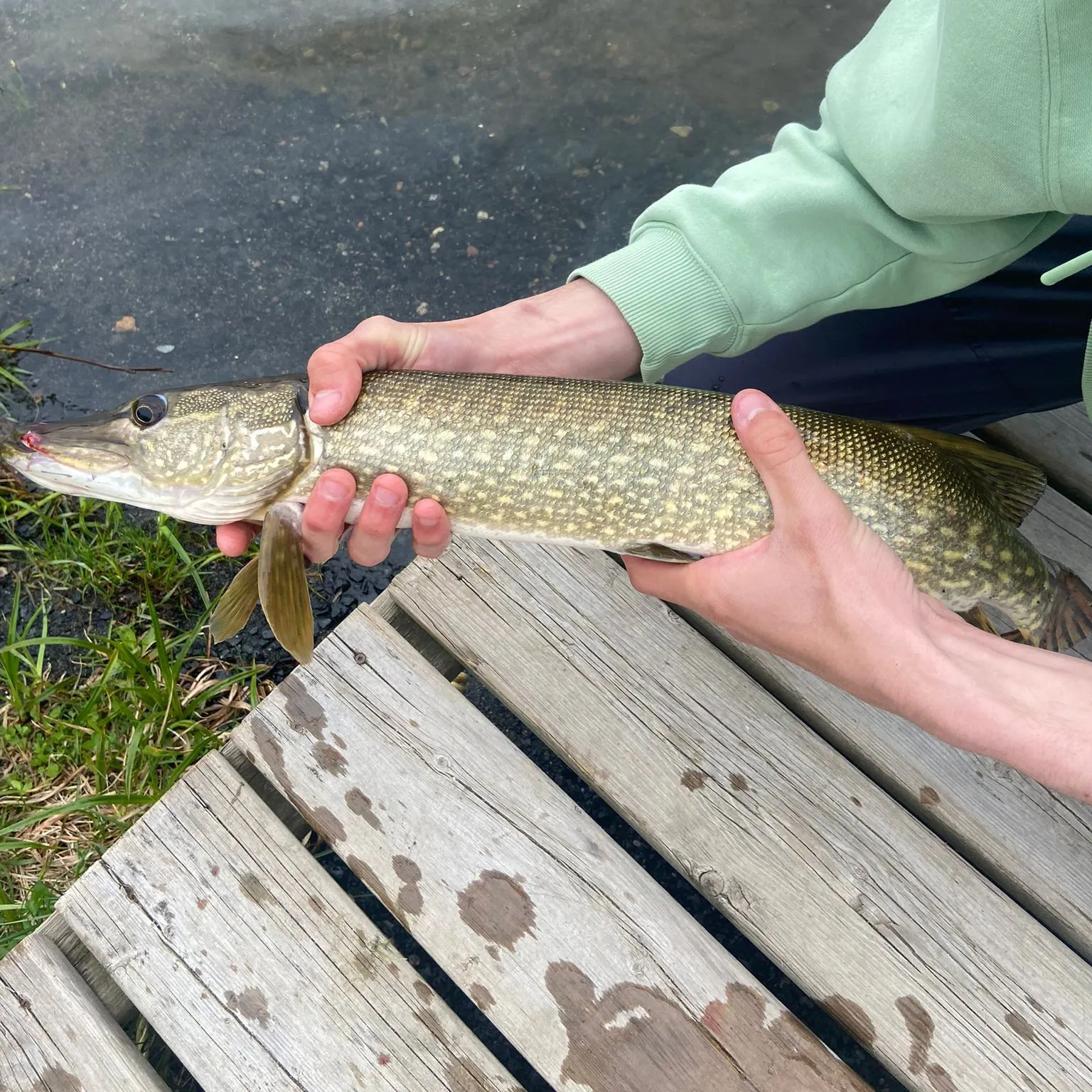 recently logged catches