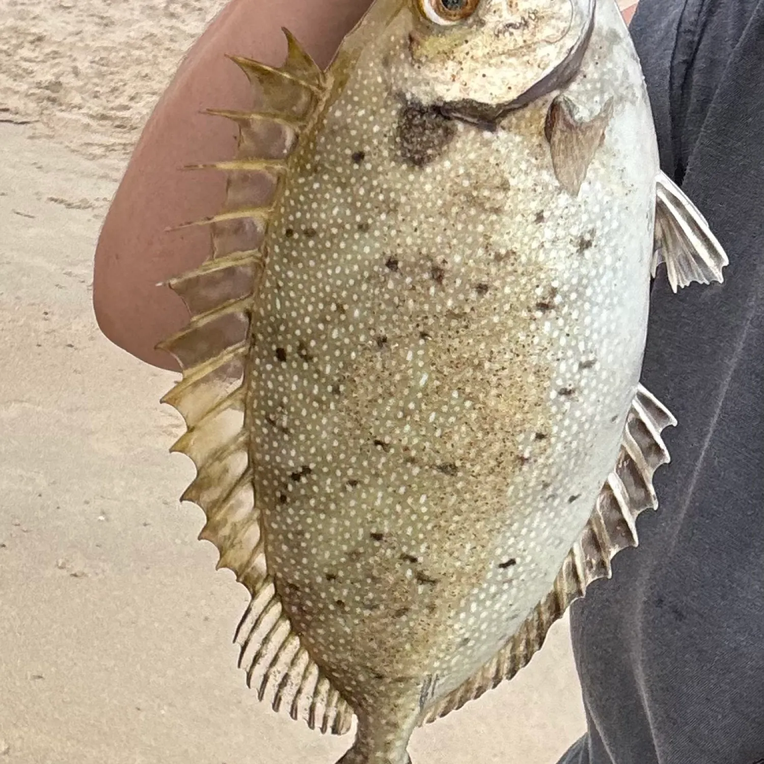 The most popular recent Mottled spinefoot catch on Fishbrain