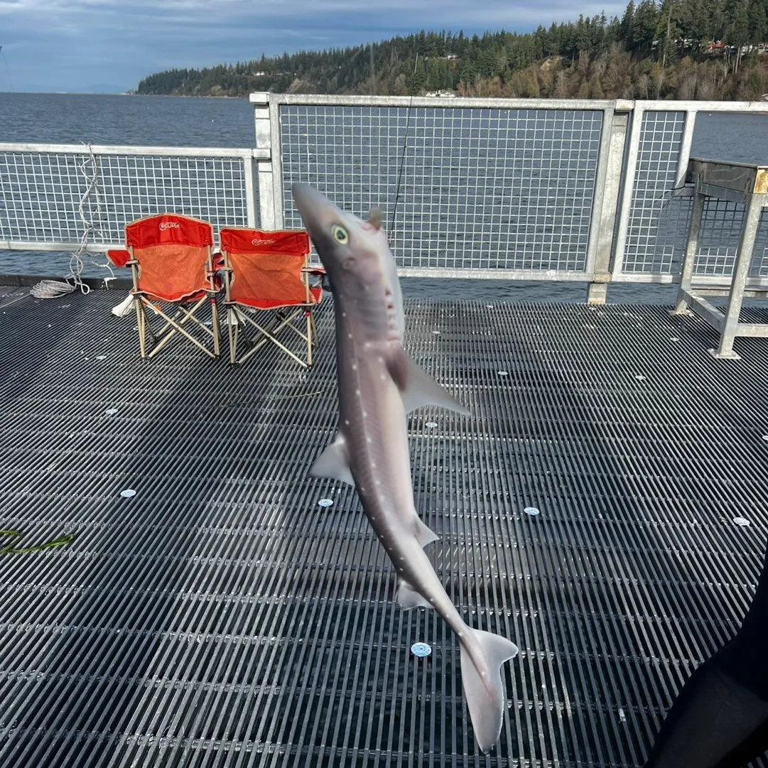 The most popular recent Pacific spiny dogfish catch on Fishbrain