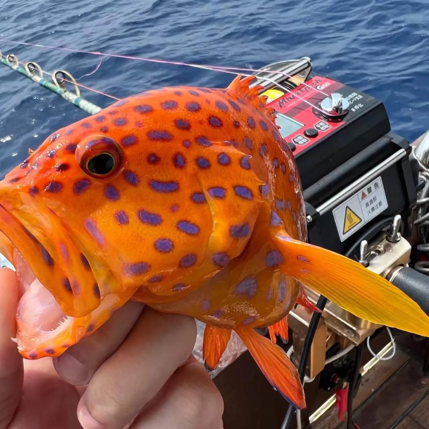 The most popular recent Spotted coralgrouper catch on Fishbrain