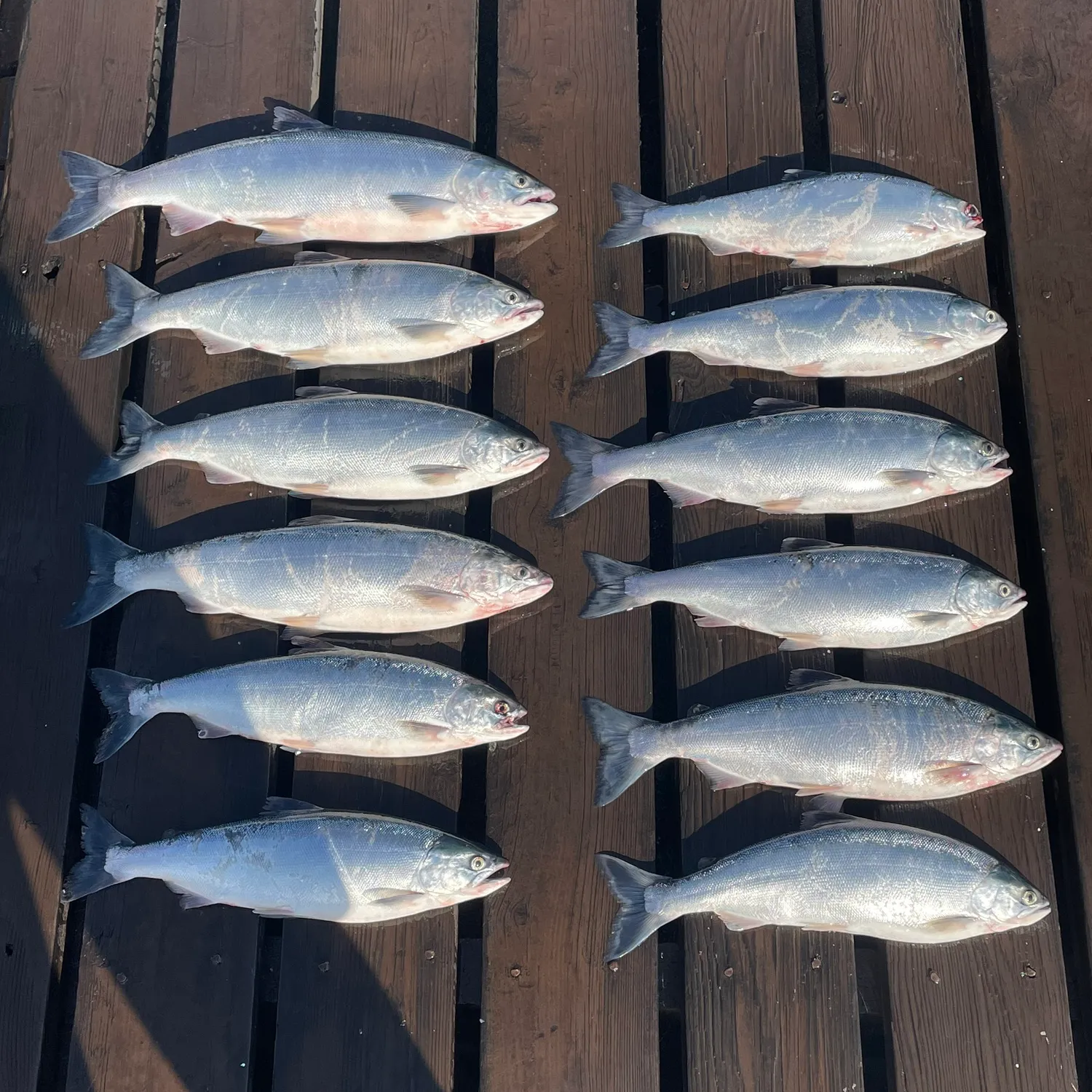 recently logged catches