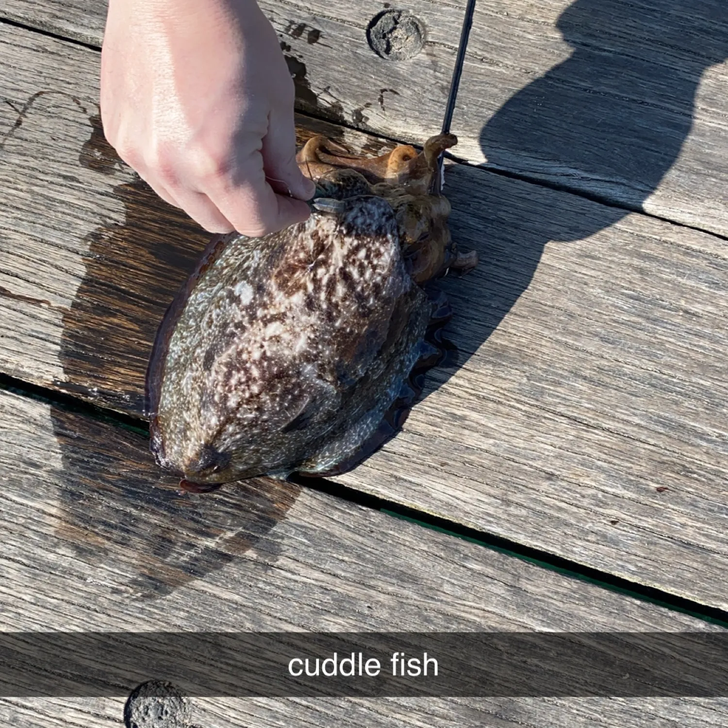 The most popular recent Common cuttlefish catch on Fishbrain