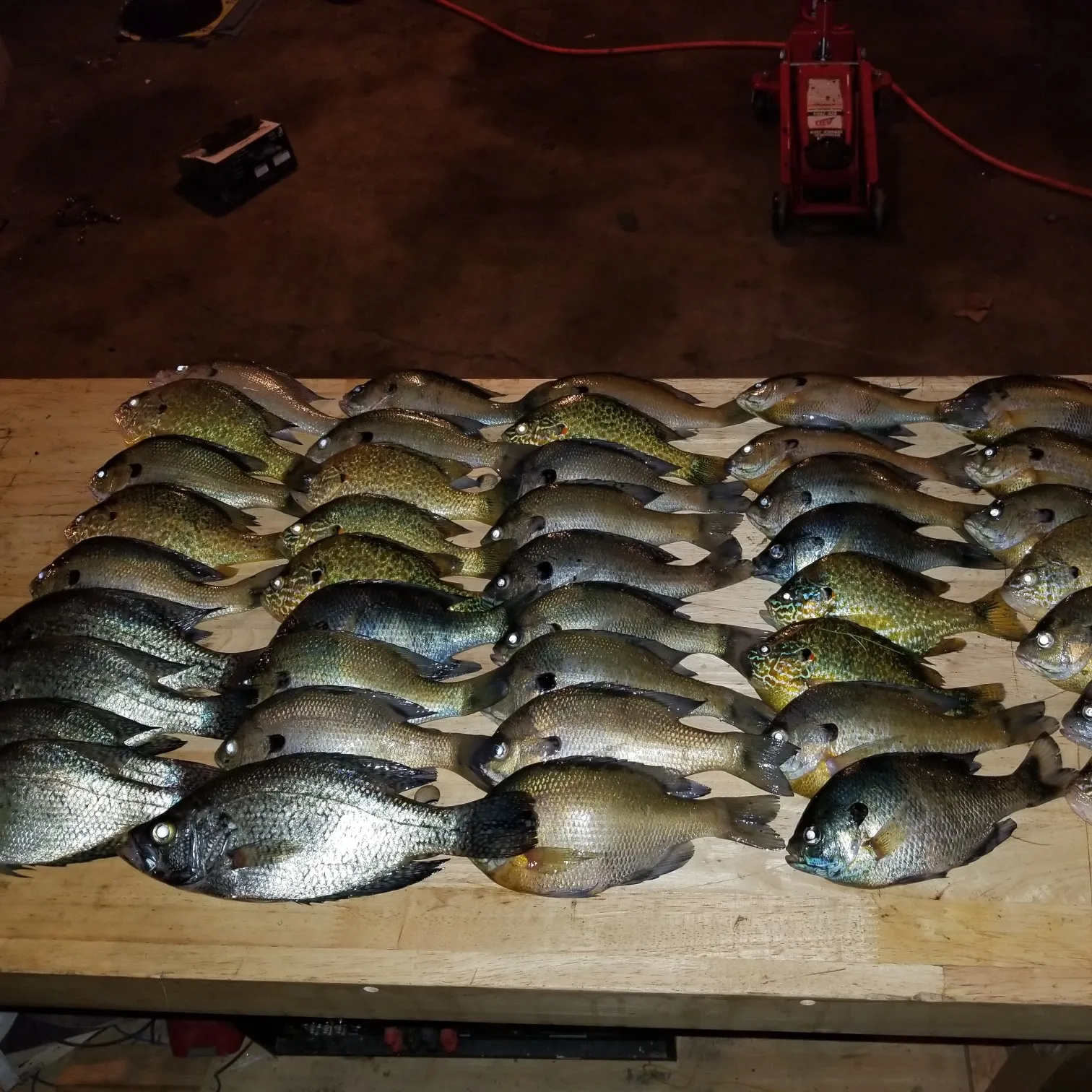 recently logged catches