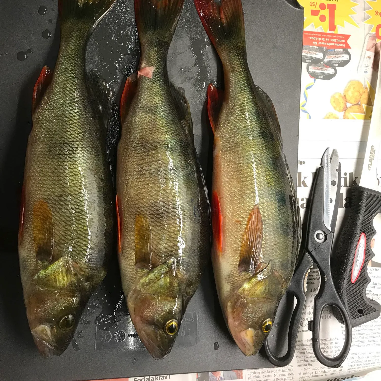 recently logged catches