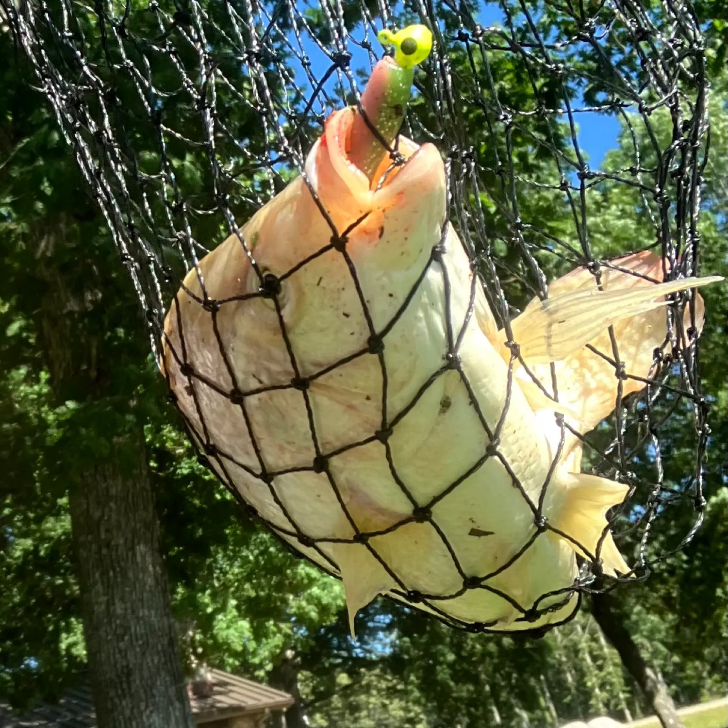 The most popular recent Japanese white crucian carp catch on Fishbrain