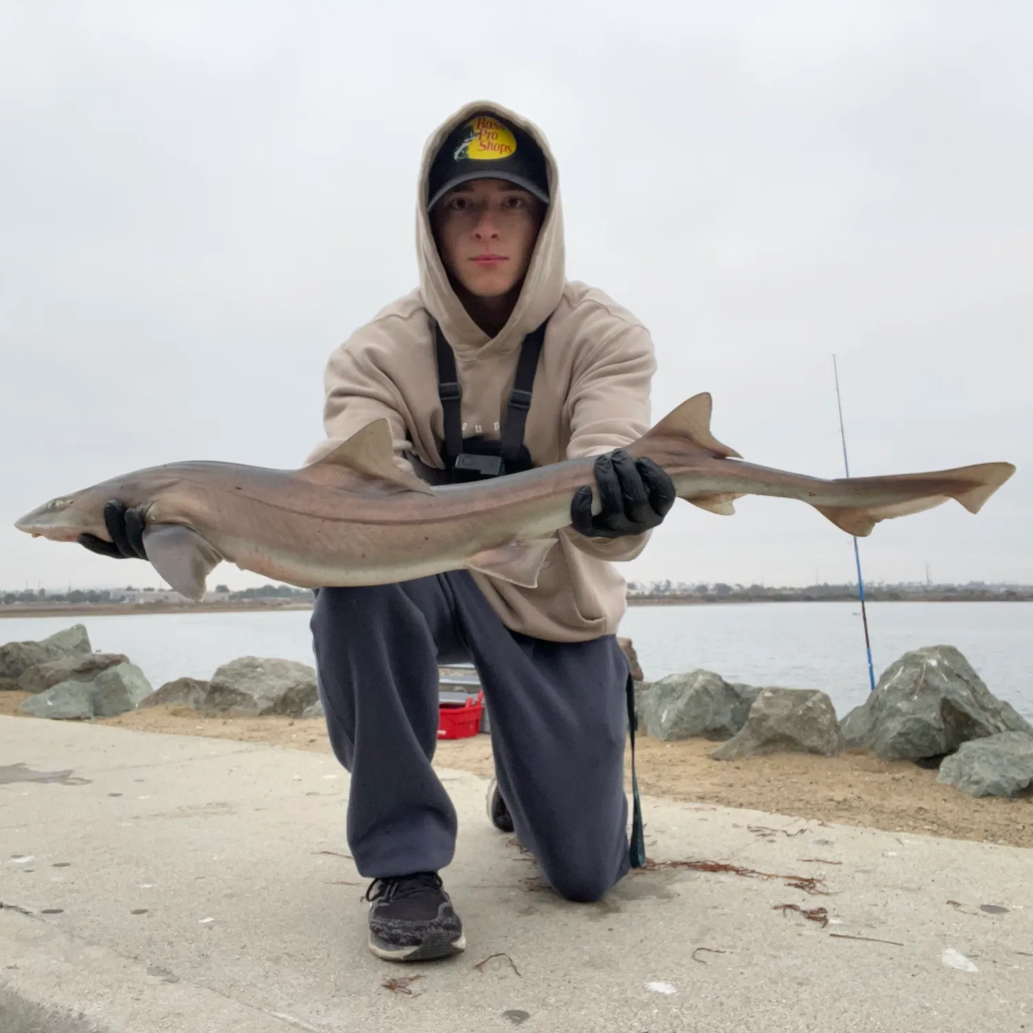 The most popular recent Brown smooth-hound catch on Fishbrain