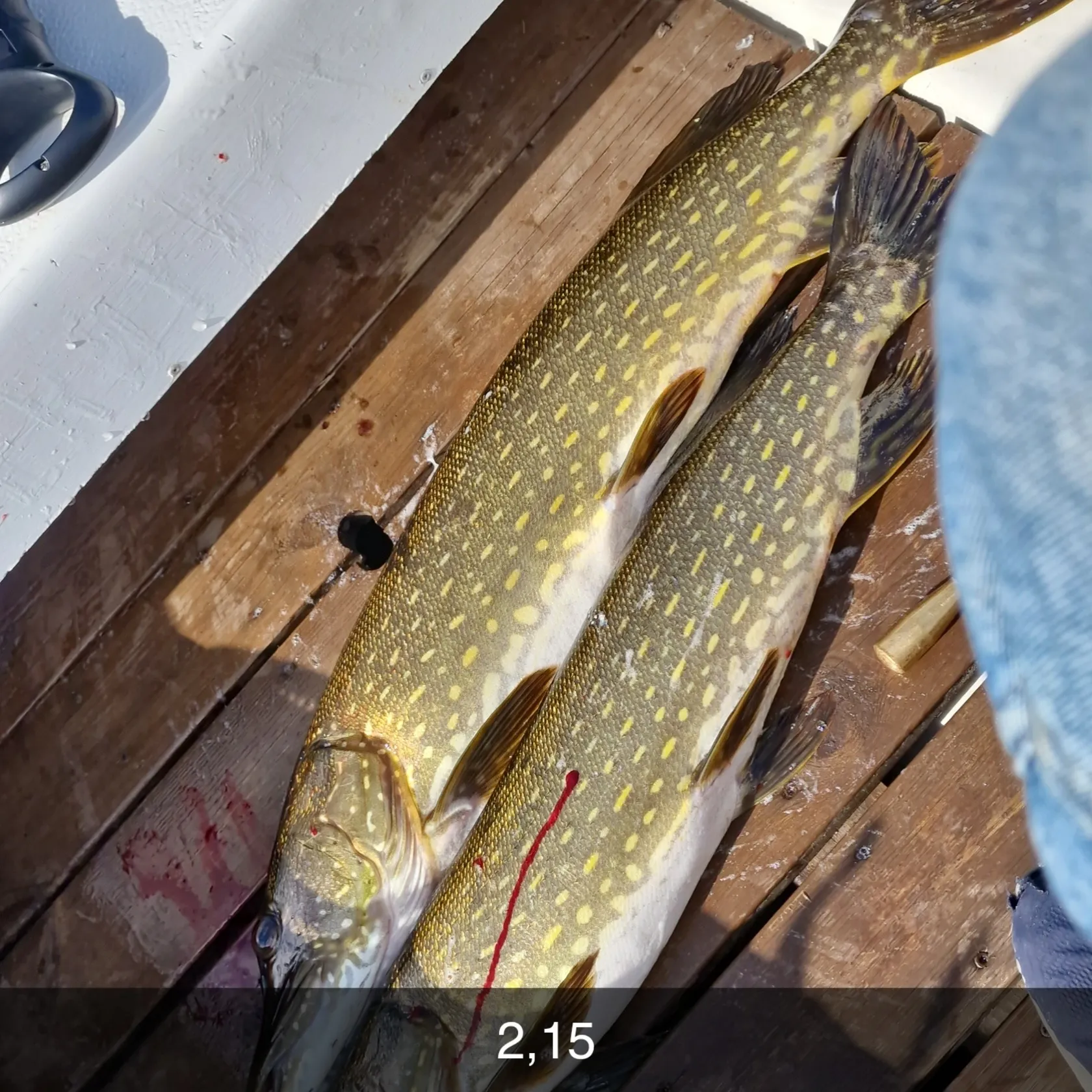 recently logged catches