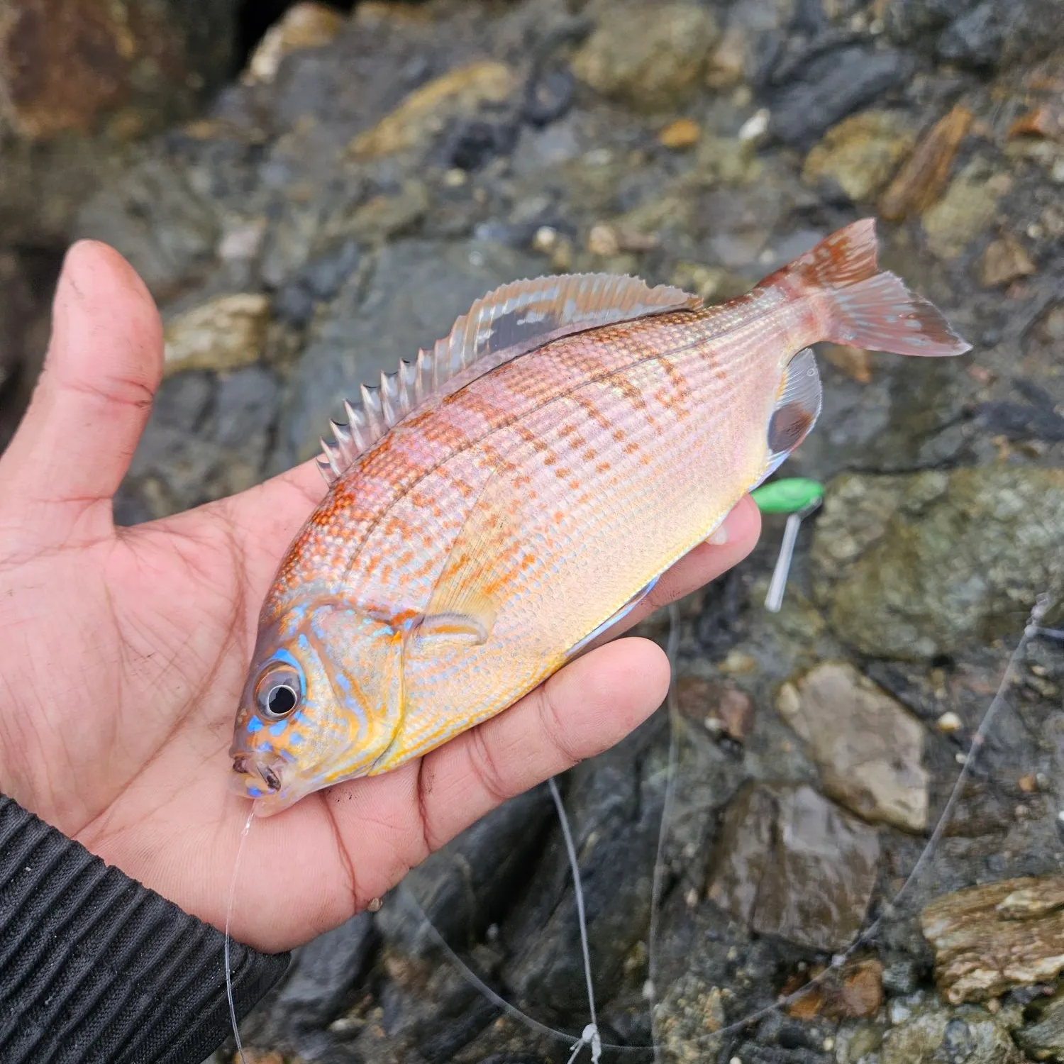 The most popular recent Rainbow seaperch catch on Fishbrain