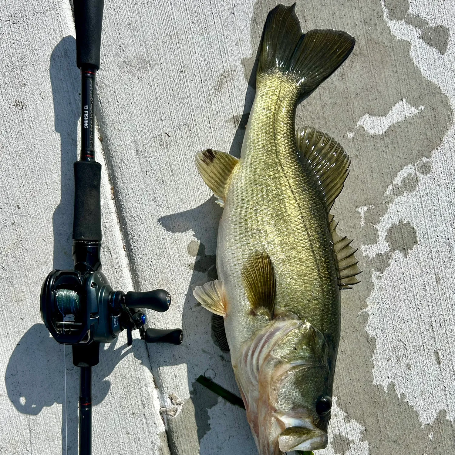 The most popular recent Florida bass catch on Fishbrain