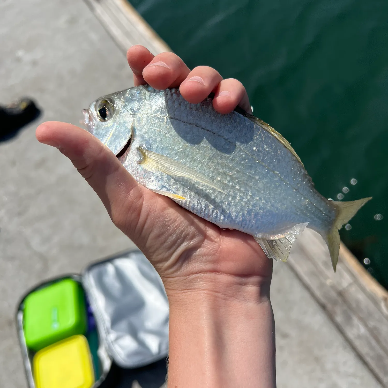 The most popular recent Common silver belly catch on Fishbrain