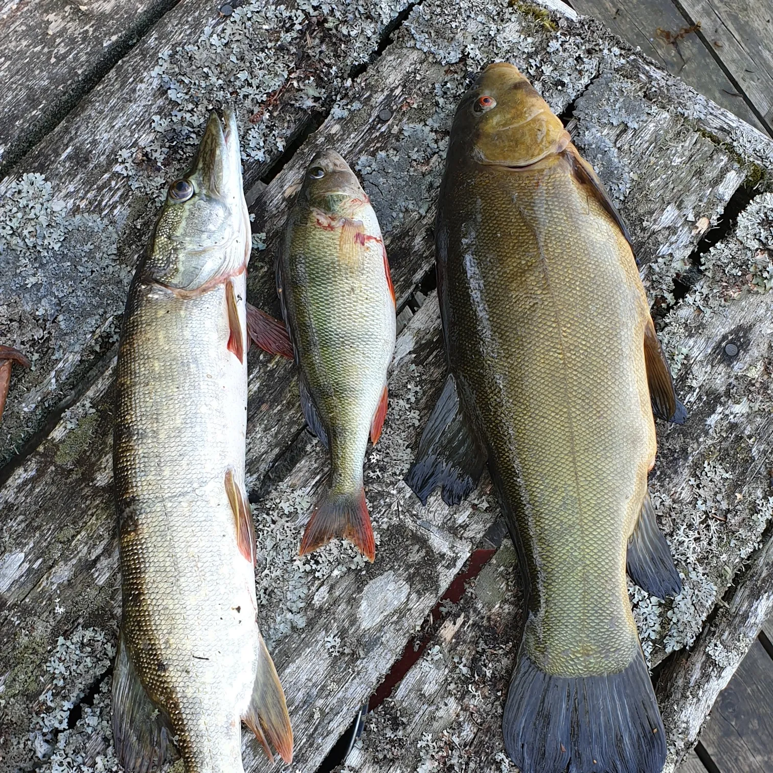 recently logged catches