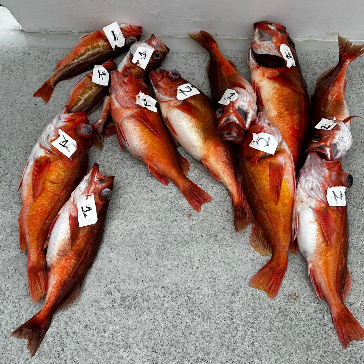 The most popular recent Cowcod rockfish catch on Fishbrain