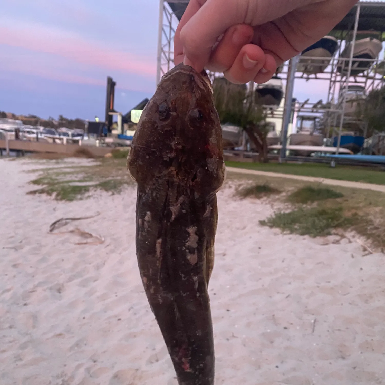 The most popular recent Fringe-eyed flathead catch on Fishbrain