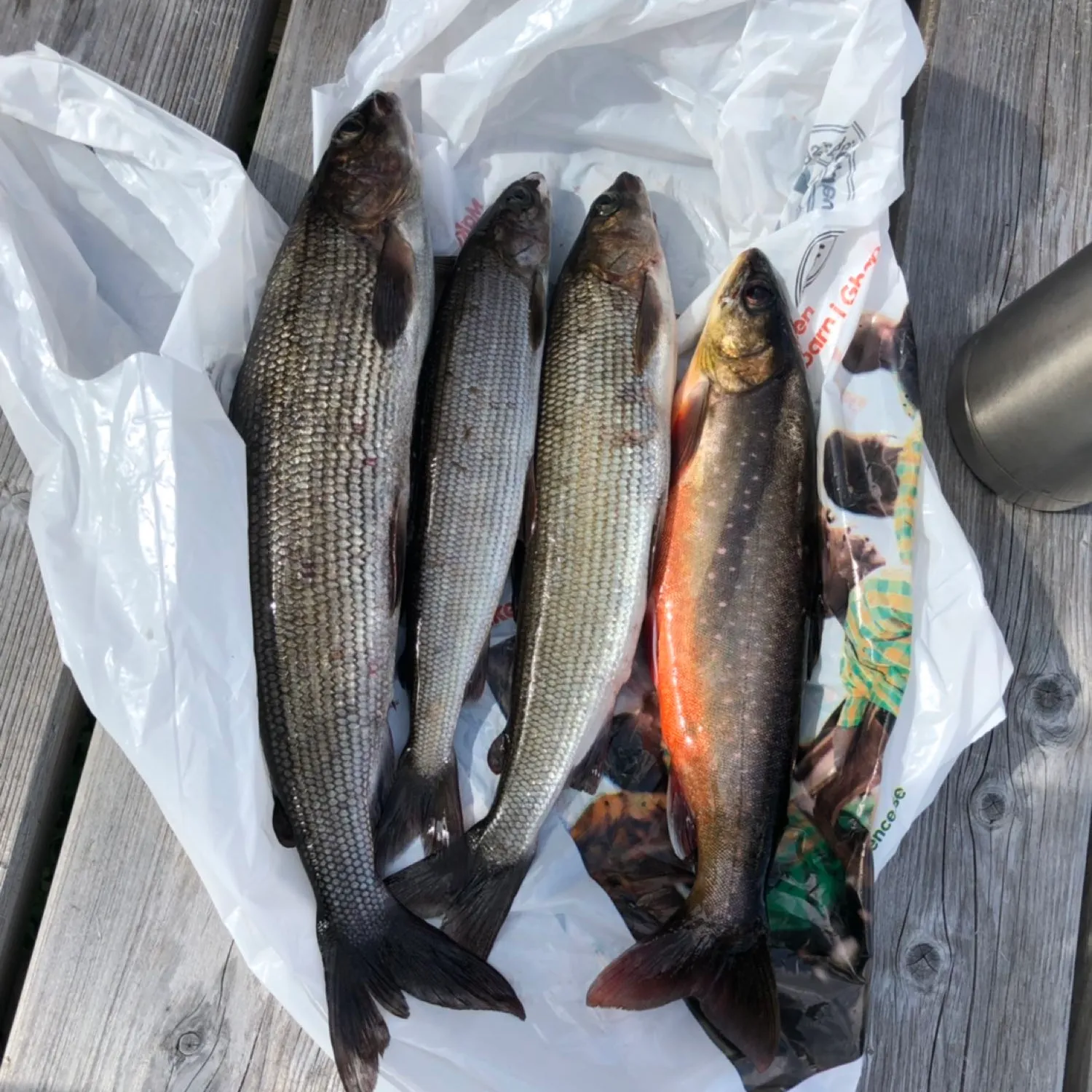 recently logged catches