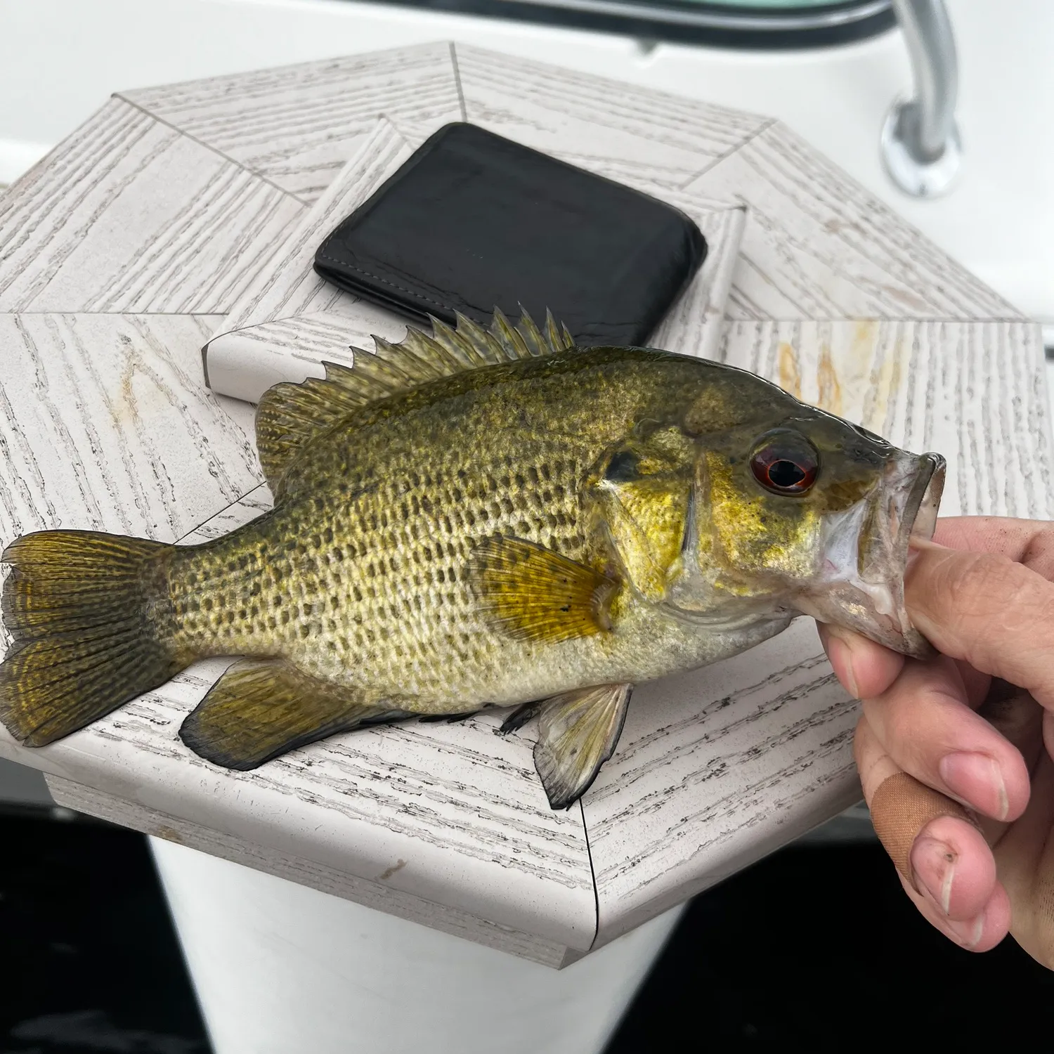 ᐅ Pentwater Lake fishing reports🎣• Whitehall, MI (United States) fishing