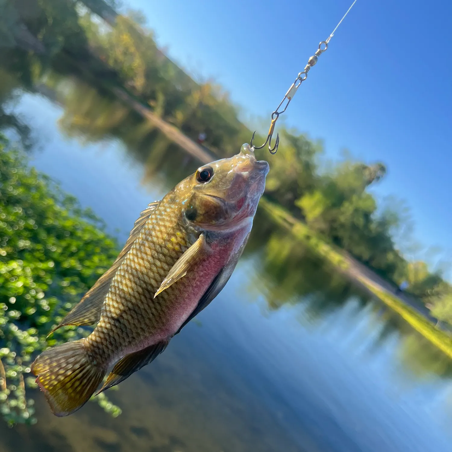 The most popular recent Redbelly tilapia catch on Fishbrain