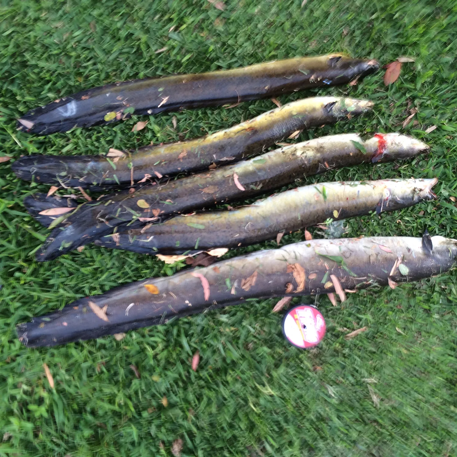 recently logged catches