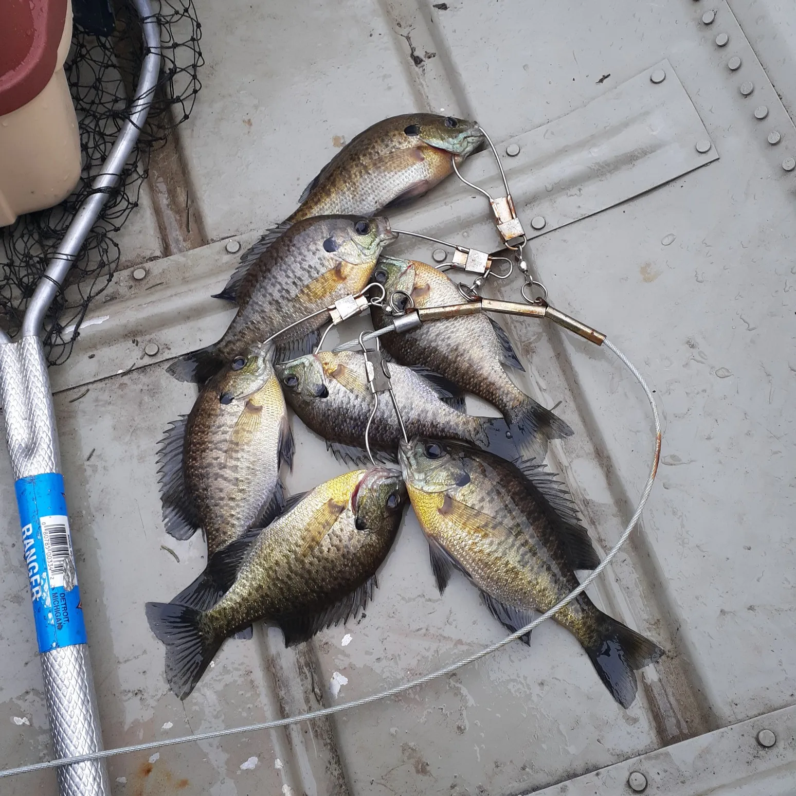 recently logged catches