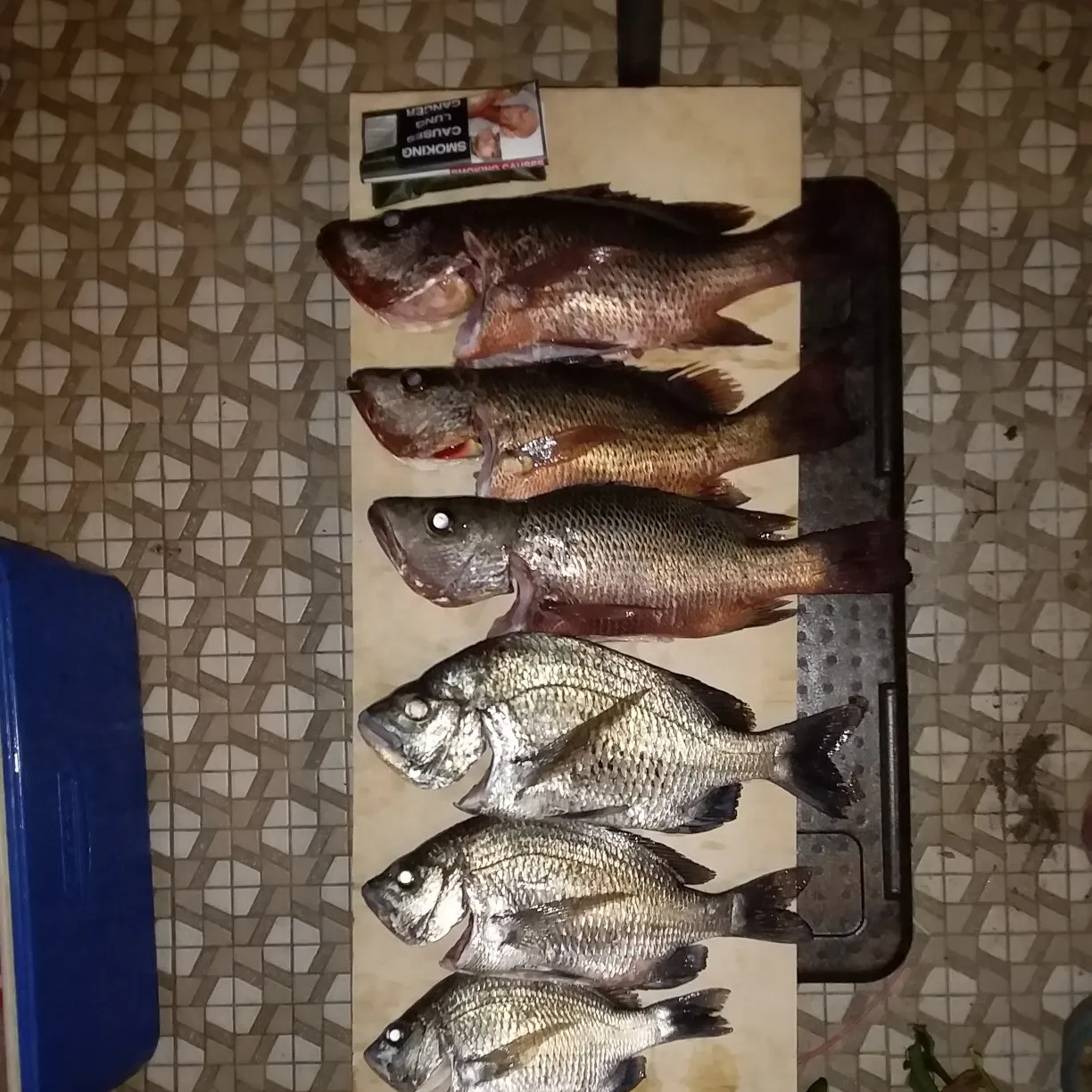 recently logged catches