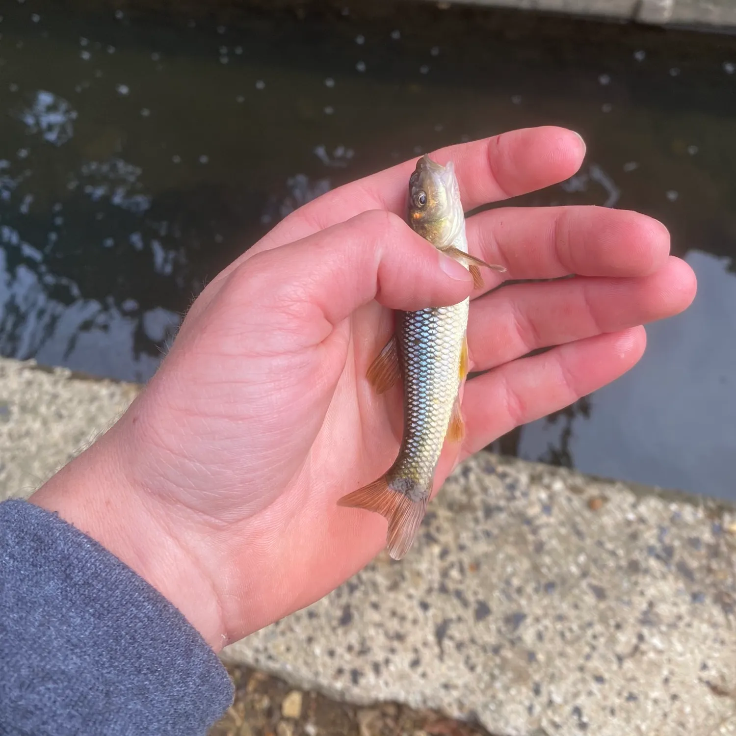 The most popular recent Hornyhead chub catch on Fishbrain