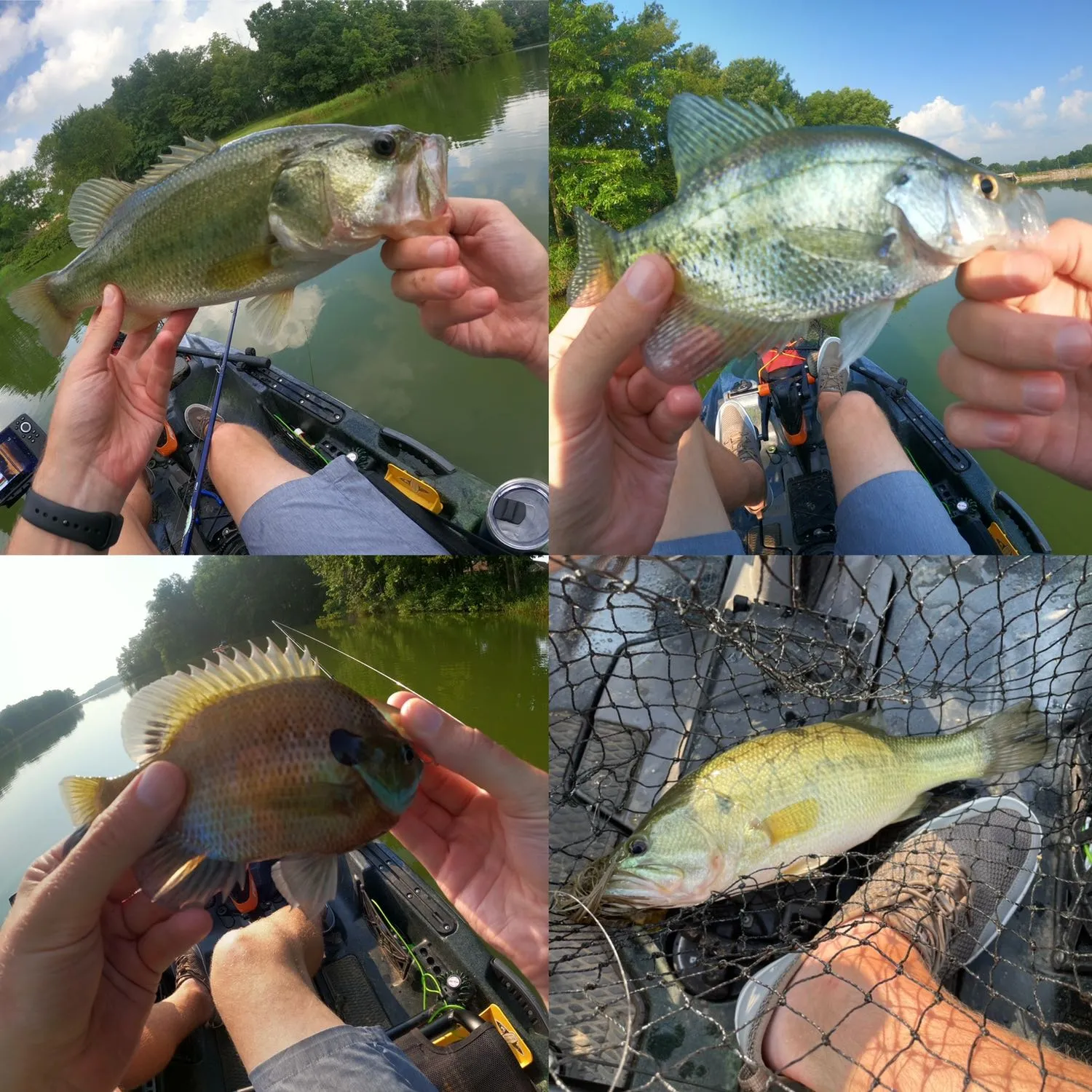 recently logged catches