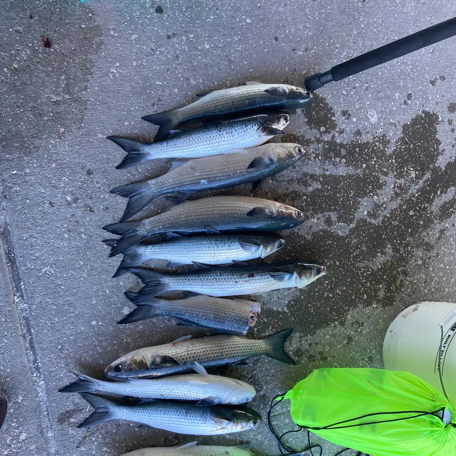 recently logged catches