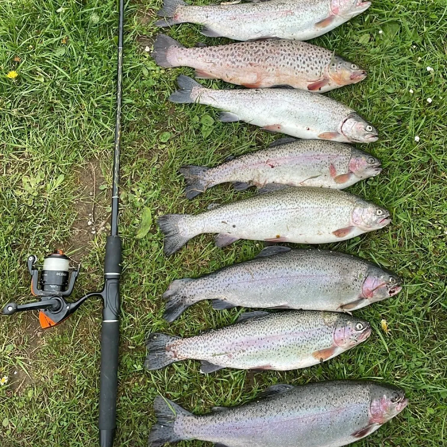 recently logged catches