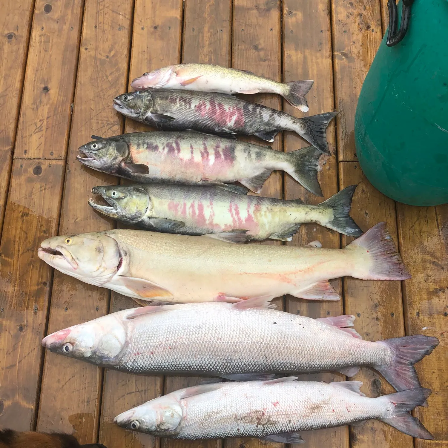 recently logged catches