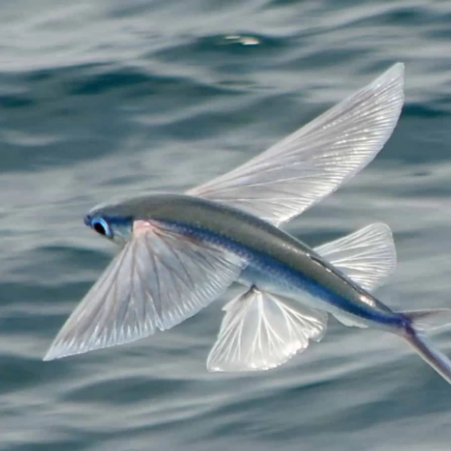 The most popular recent Sailfin flyingfish catch on Fishbrain